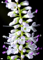 Veronica parviflora. Inflorescence. Scale = 1 mm.
 Image: P.J. Garnock-Jones © P.J. Garnock-Jones CC-BY-NC 3.0 NZ